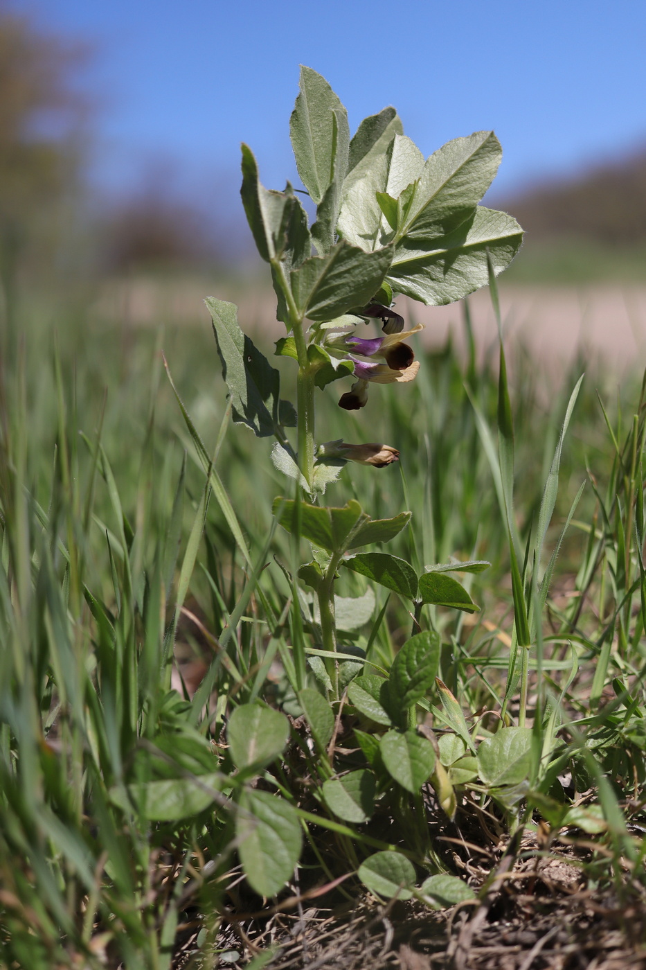 Изображение особи Vicia narbonensis.