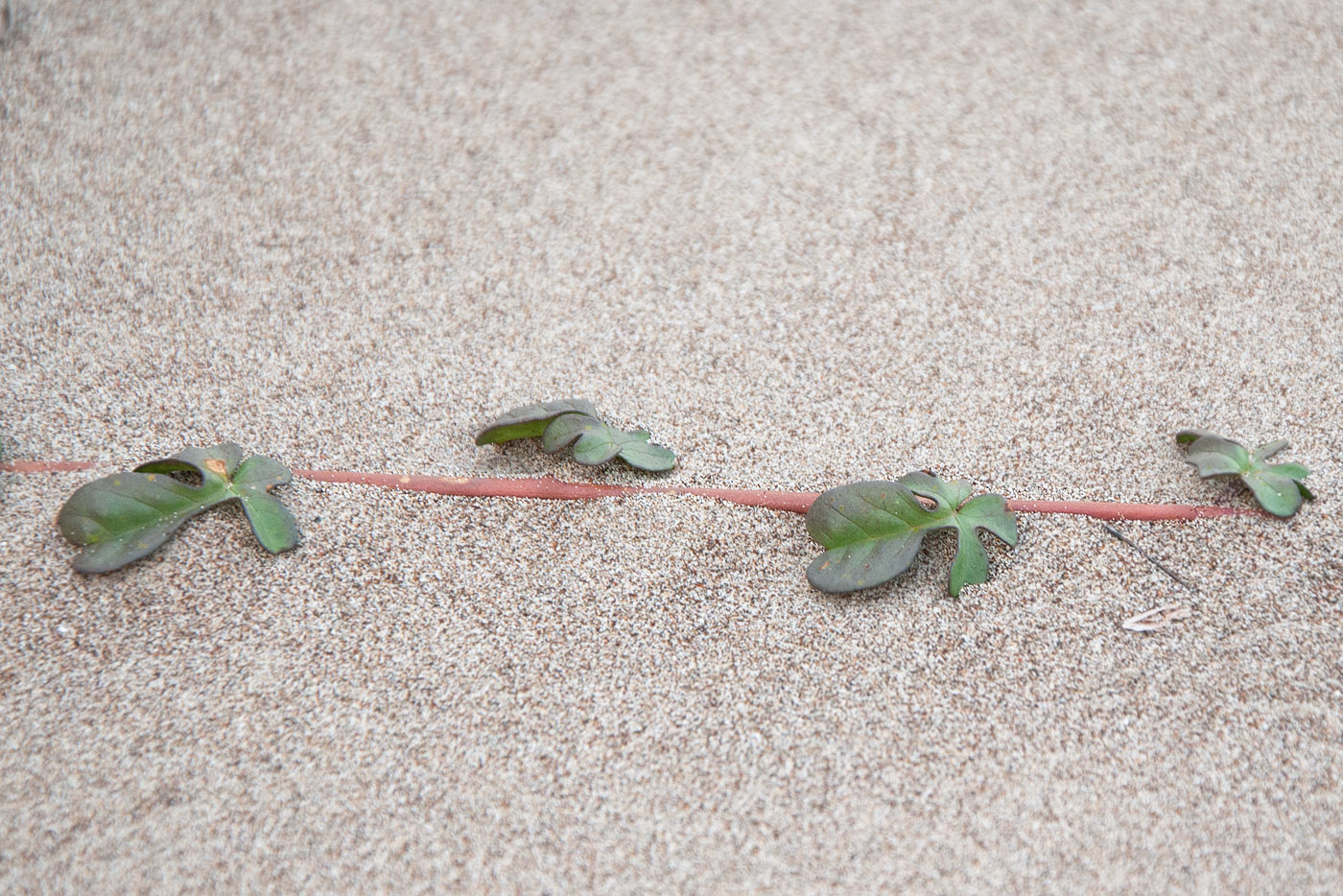 Image of Ipomoea imperati specimen.