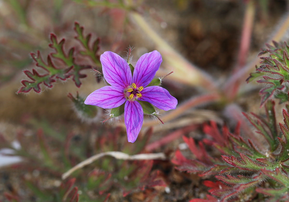 Изображение особи Erodium stephanianum.