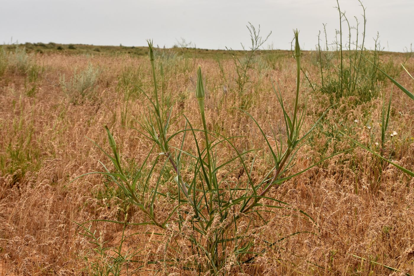 Image of Tragopogon dubius specimen.