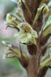 genus Orobanche