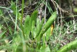род Rumex