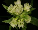 род Astrantia. Общее соцветие. Санкт-Петербург, парк Ботанического сада БИН РАН, в культуре. 28.06.2026.