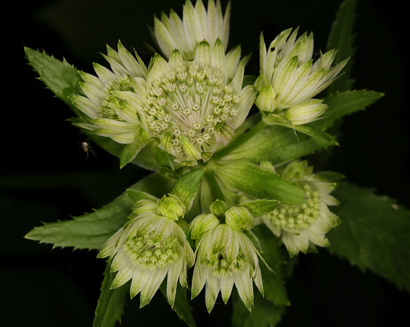 Изображение особи род Astrantia.