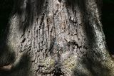 Quercus robur. Нижняя часть ствола дерева (`Дуб Пугачёва`), статус - памятник живой природы всероссийского значения. Марий Эл, Волжский р-н, гнпп \"Марий Чодра\", Кленовая гора, смешанный лес. 15.07.2026.