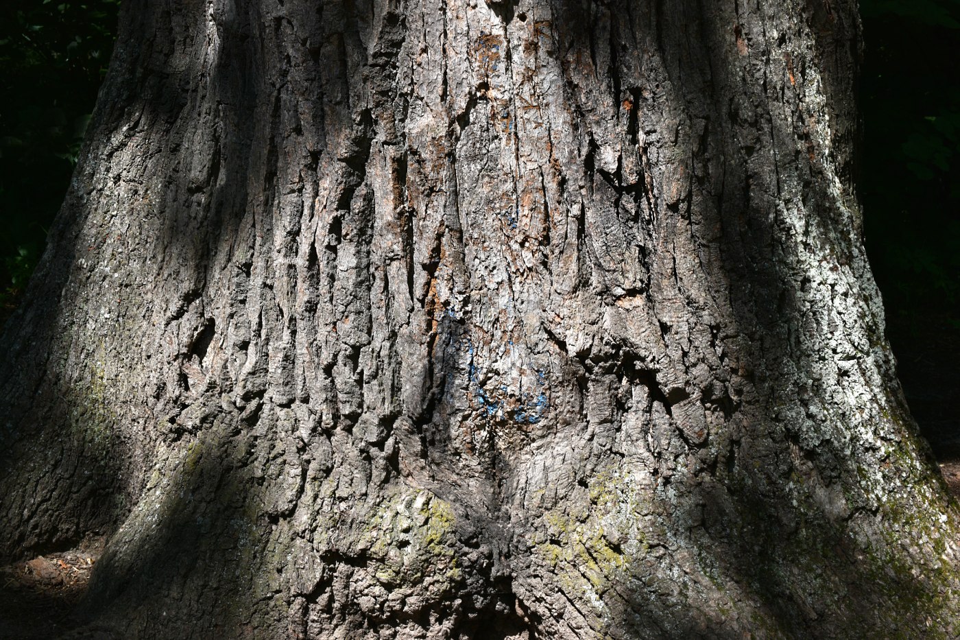 Изображение особи Quercus robur.