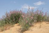 Astragalus astrachanicus