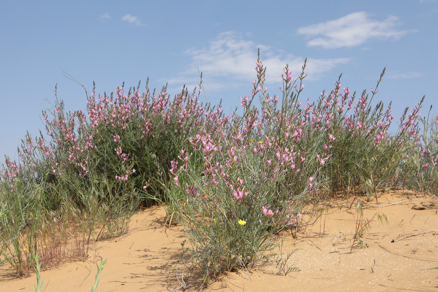 Image of Astragalus astrachanicus specimen.