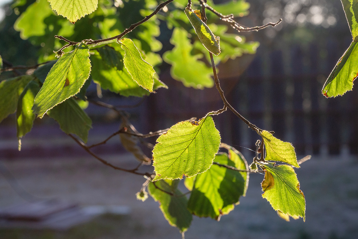 Изображение особи Corylus avellana.