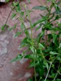 Rubia cordifolia