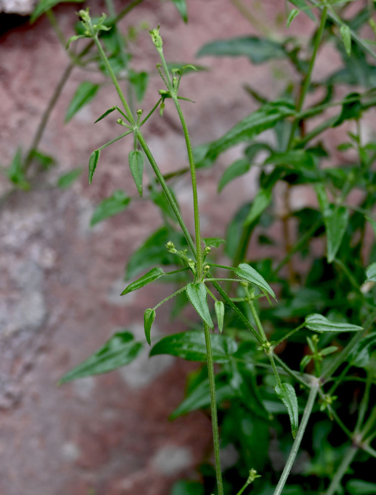 Изображение особи Rubia cordifolia.