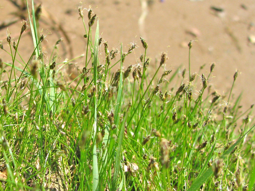 Изображение особи Eleocharis acicularis.