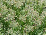 Macrotomia euchroma
