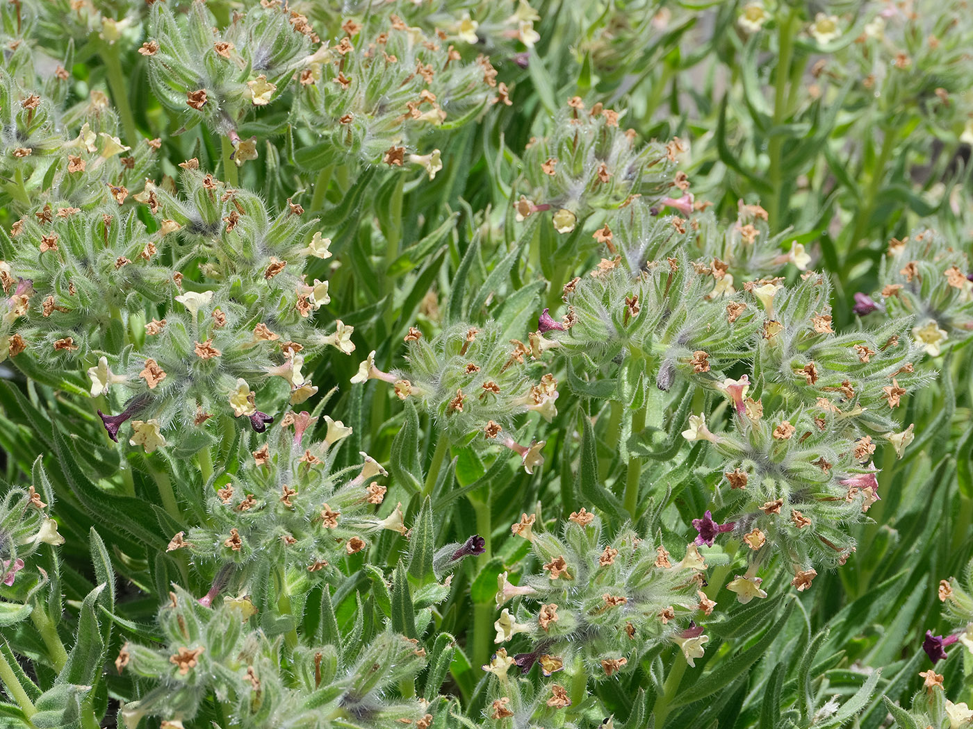 Image of Macrotomia euchroma specimen.