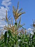 Zea mays. Верхушка побега с мужским соцветием. Московская обл., гор. округ Серпухов, дол. р. Протва, в культуре. 09.08.2026.