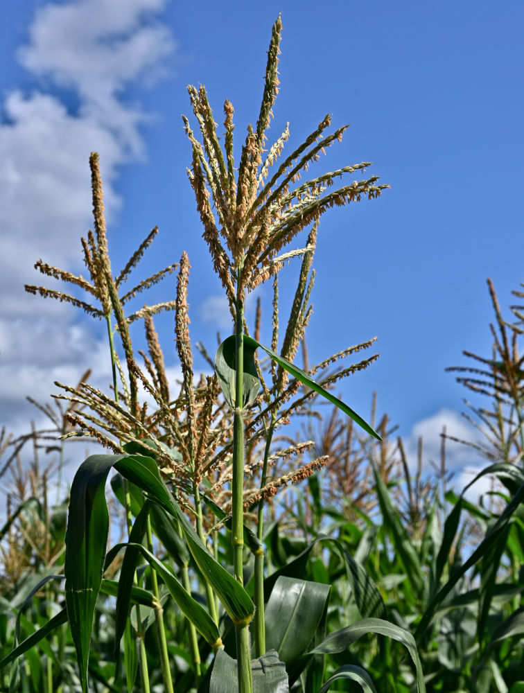 Изображение особи Zea mays.