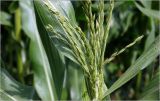 Zea mays. Верхушка растения с молодыми листьями и формирующимся мужским соцветием. Московская обл., Раменский р-н, окр. дер. Хрипань, садовый участок. 24.07.2026.