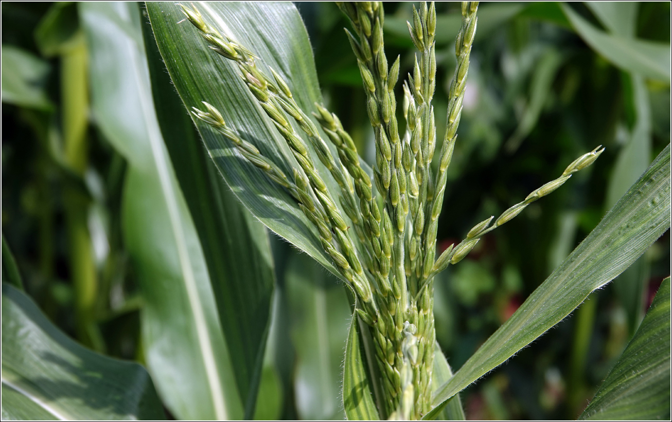 Image of Zea mays specimen.