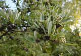 Pyracantha angustifolia