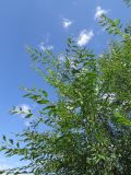 Ulmus pumila. Часть кроны. Хакасия, Ширинский р-н, окр. с. Ефремкино, возле дороги. 06.08.2026.