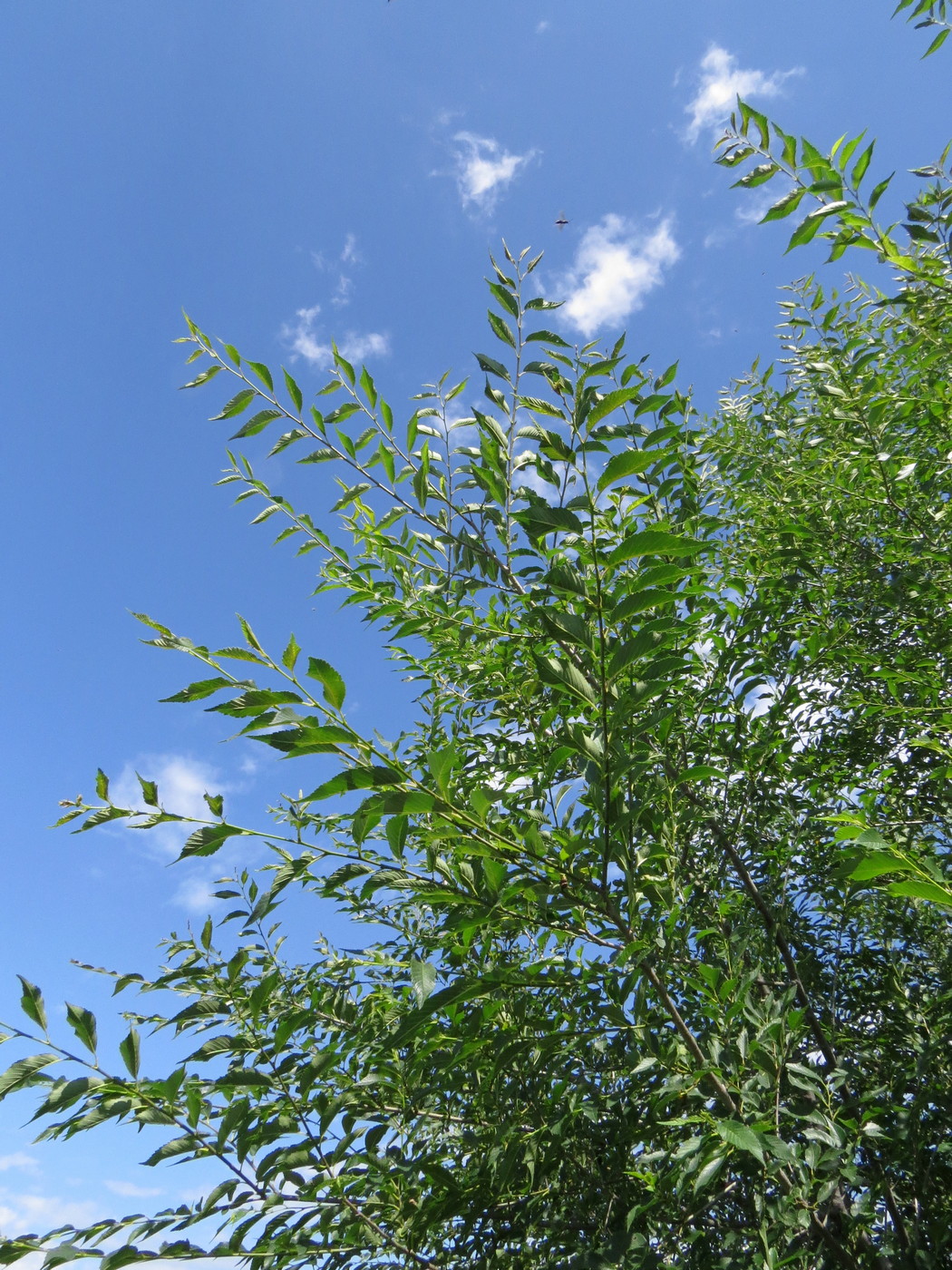 Image of Ulmus pumila specimen.
