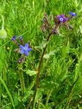 Anchusa stylosa