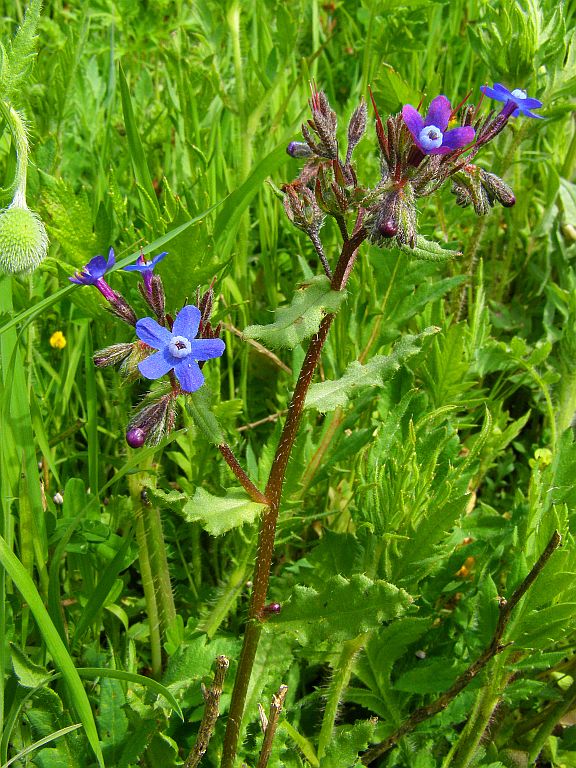 Изображение особи Anchusa stylosa.