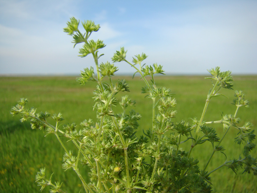 Изображение особи Scleranthus verticillatus.