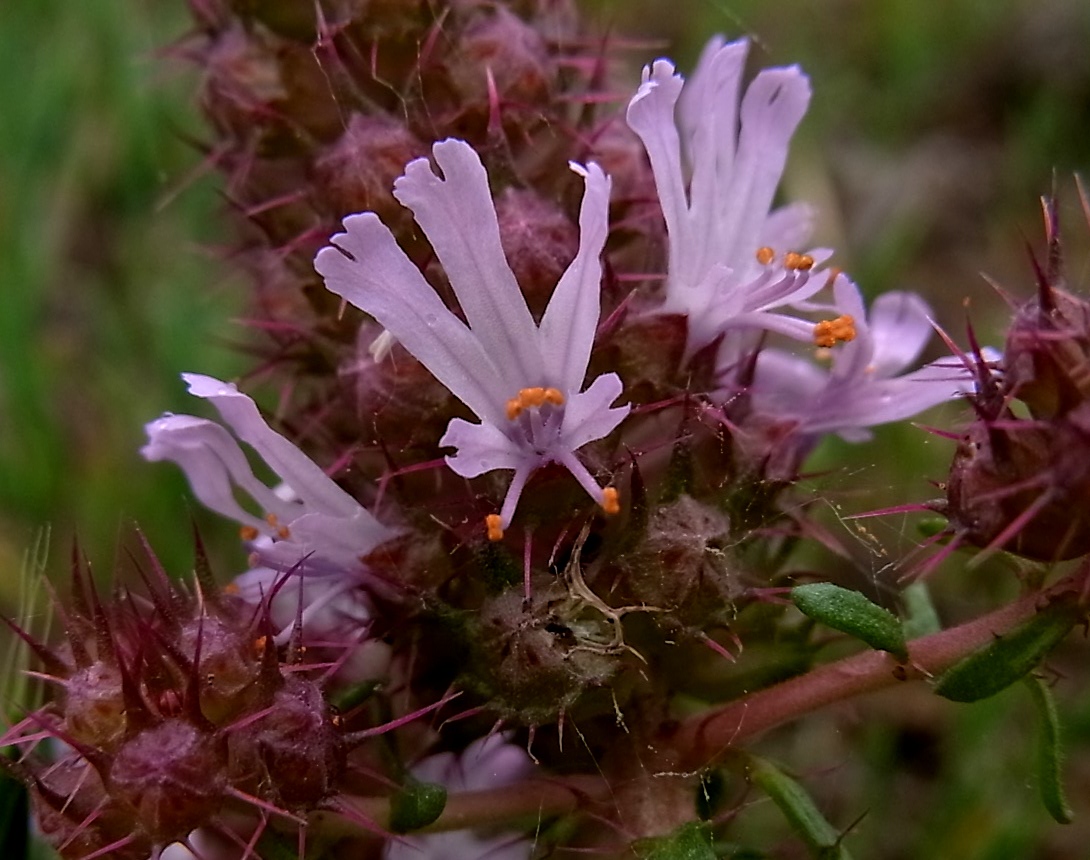 Изображение особи Coris monspeliensis.