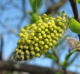 Salix myrsinifolia