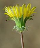 Taraxacum promontoriorum