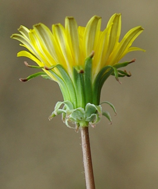 Image of Taraxacum promontoriorum specimen.