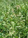 Persicaria lapathifolia