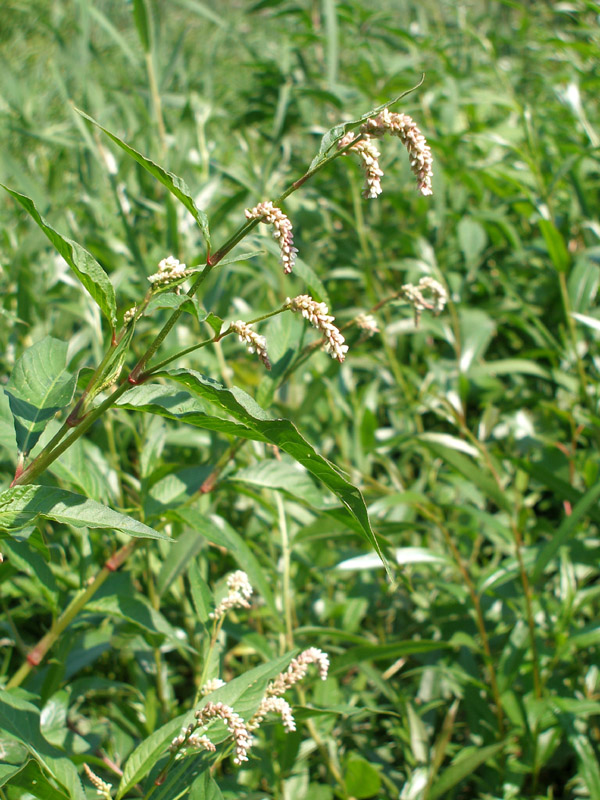 Image of Persicaria lapathifolia specimen.
