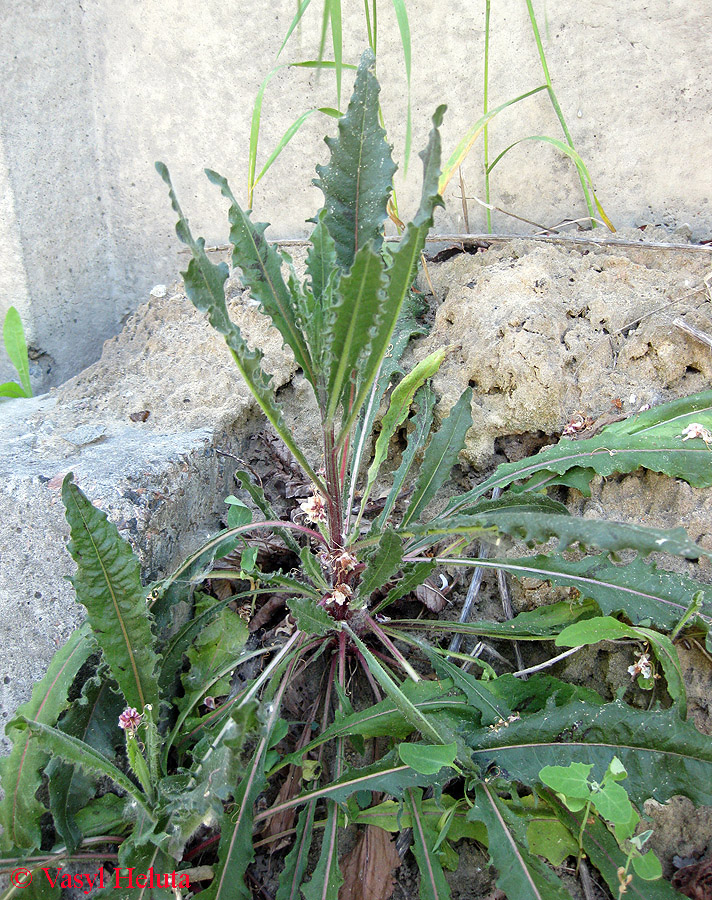 Image of Picris hieracioides specimen.