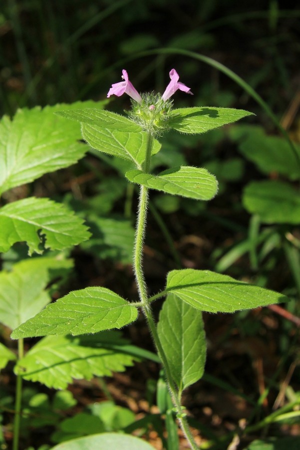 Image of Clinopodium vulgare specimen.