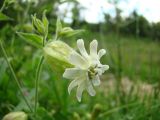 Silene fedtschenkoana