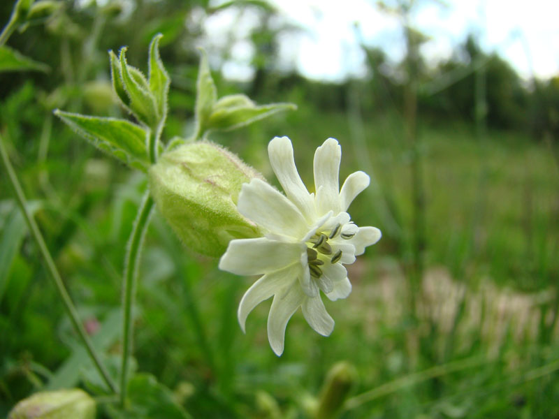 Image of Silene fedtschenkoana specimen.