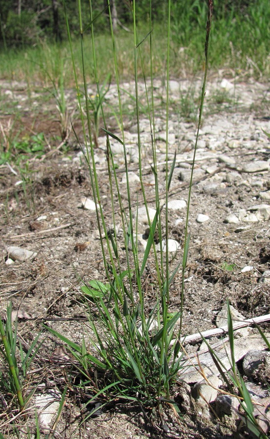 Изображение особи Agrostis stolonifera.