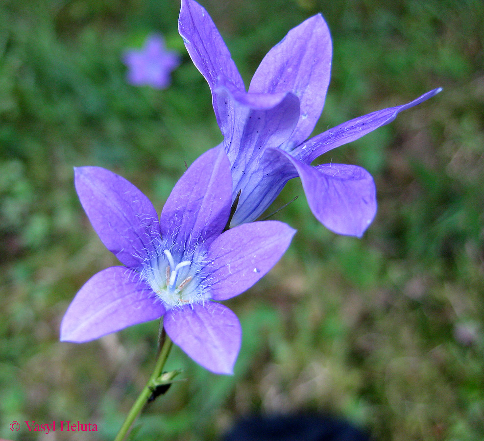 Изображение особи Campanula abietina.