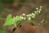 Fallopia dumetorum. Верхушка плодоносящего растения. Республика Татарстан, национальный парк \"Нижняя Кама\". 12.08.2011.