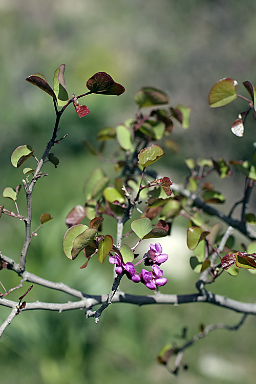 Image of Cercis griffithii specimen.