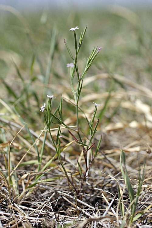 Image of Velezia rigida specimen.