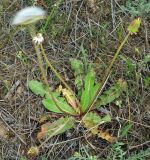 Taraxacum karatavicum. Плодоносящее растение. Казахстан, Кызылординская обл., Жанакорганский р-н, каратавская куэста, долина р. Бесарык. 29.04.2011.