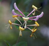 Lonicera caprifolium