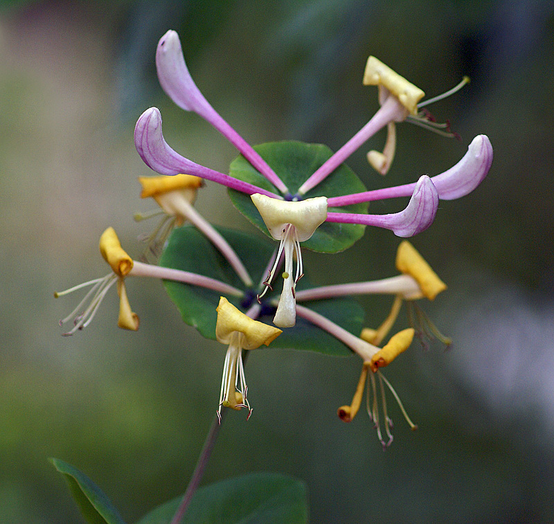 Image of Lonicera caprifolium specimen.