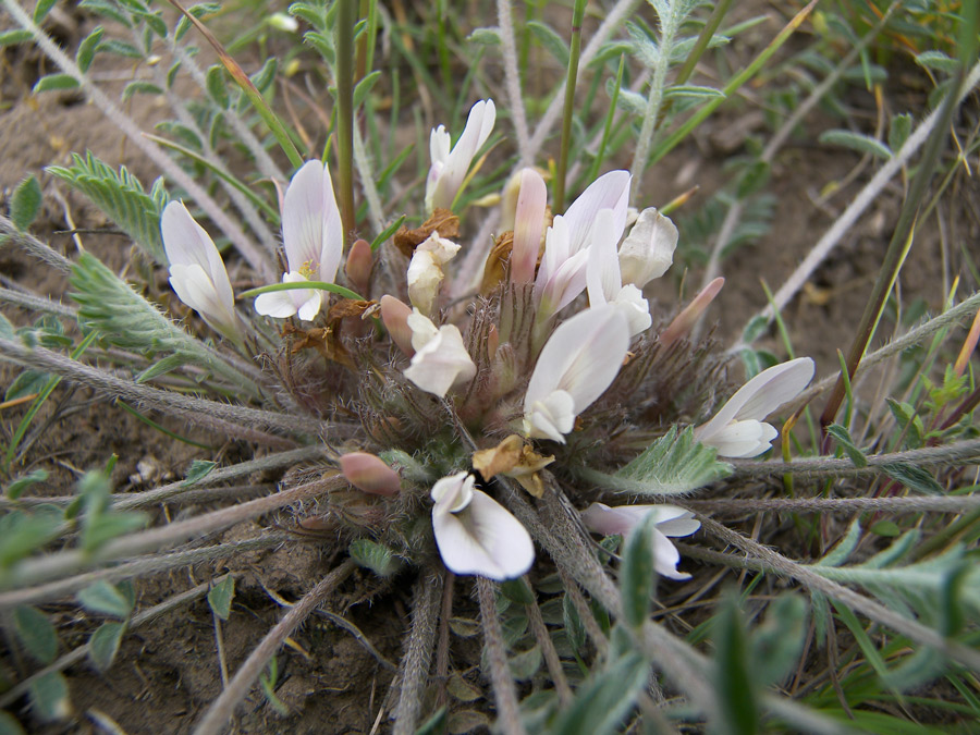 Изображение особи Astragalus dolichophyllus.