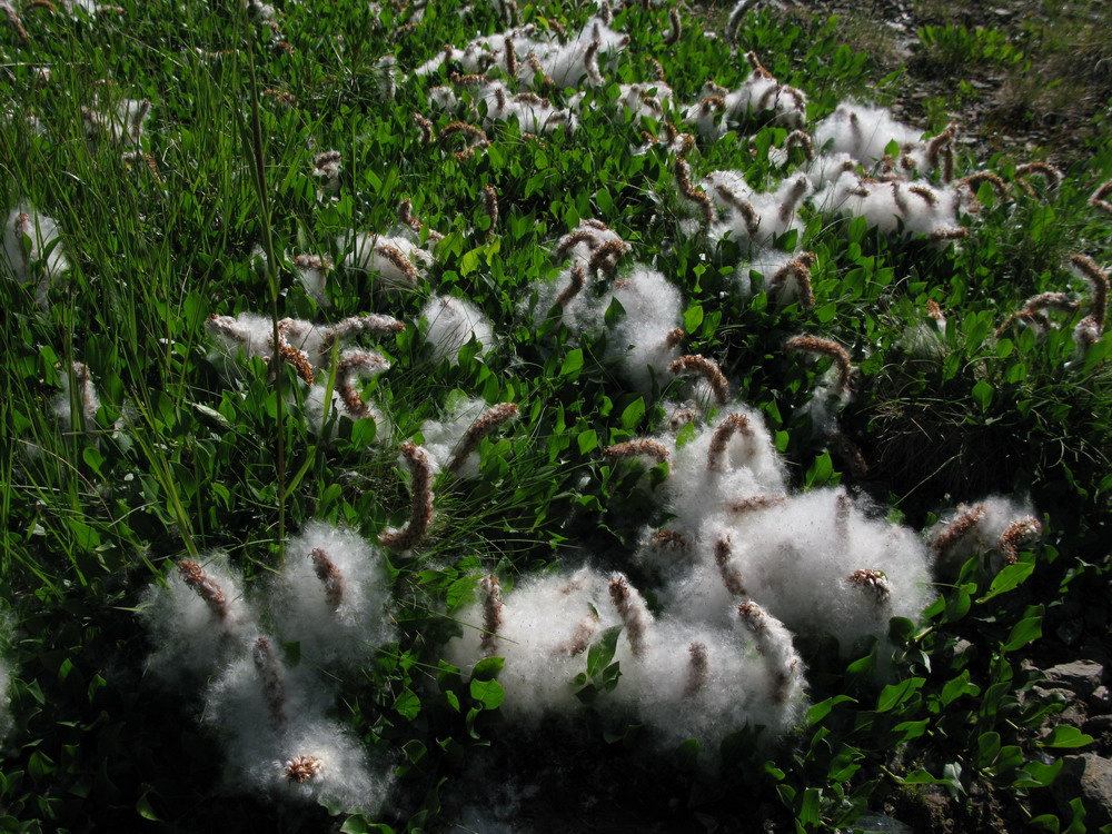 Image of Salix rectijulis specimen.