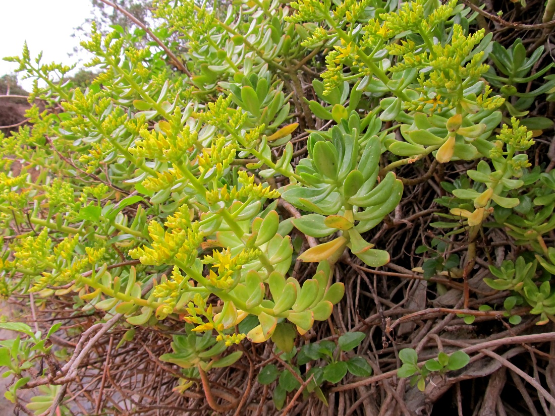 Изображение особи Sedum praealtum.