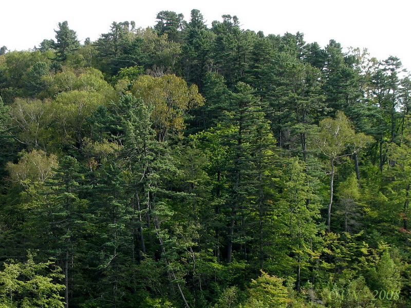 Изображение особи Pinus koraiensis.